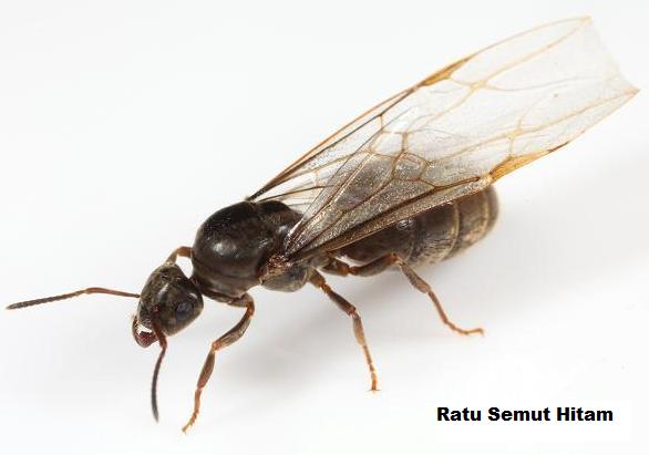 ratu semut hitam taman